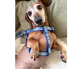 Arnés Y para Dachshund – Tamaño Standard 🐾