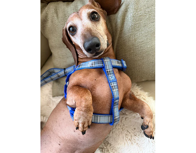 Arnés Y para Dachshund – Tamaño Standard 🐾