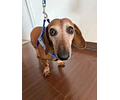 Arnés Y para Dachshund – Tamaño Standard 🐾
