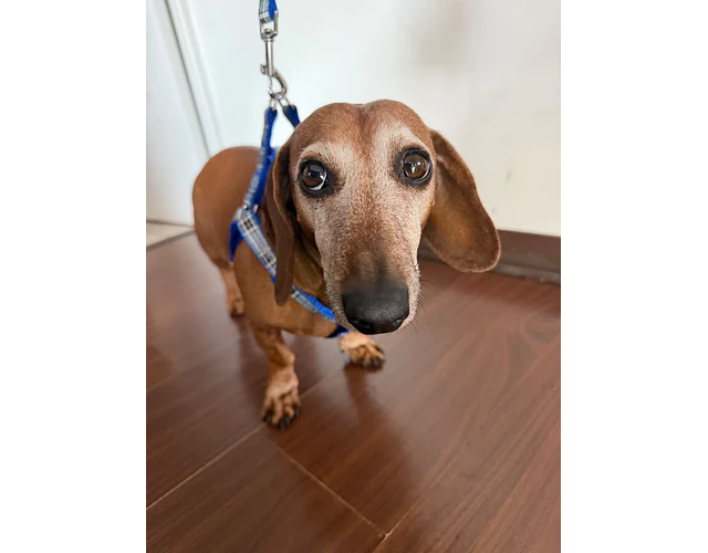 Arnés Y para Dachshund – Tamaño Standard 🐾