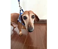 Arnés Y para Dachshund – Tamaño Standard 🐾
