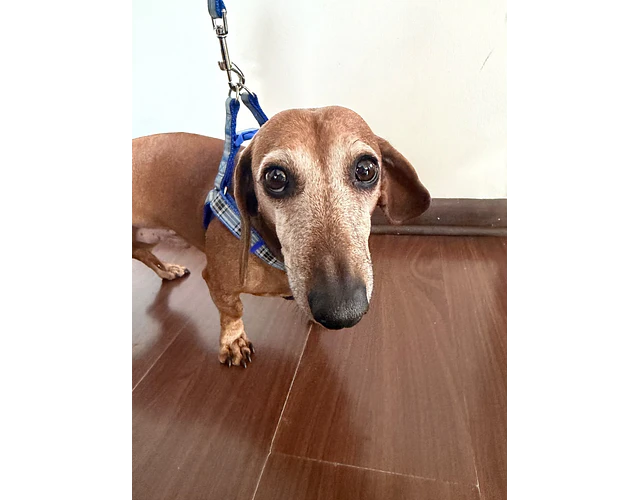 Arnés Y para Dachshund – Tamaño Standard 🐾