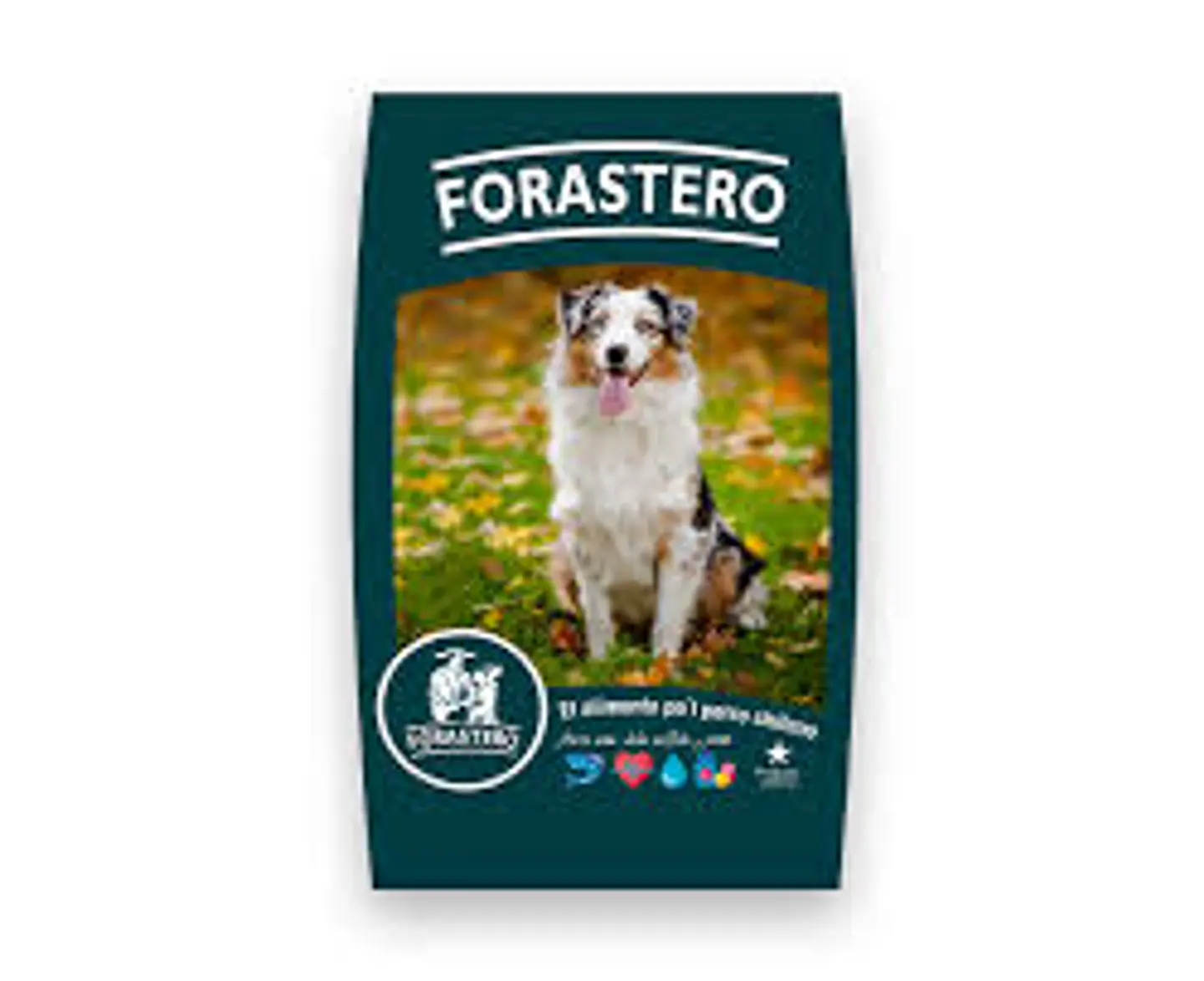 FORASTERO ADULTO 20K 1