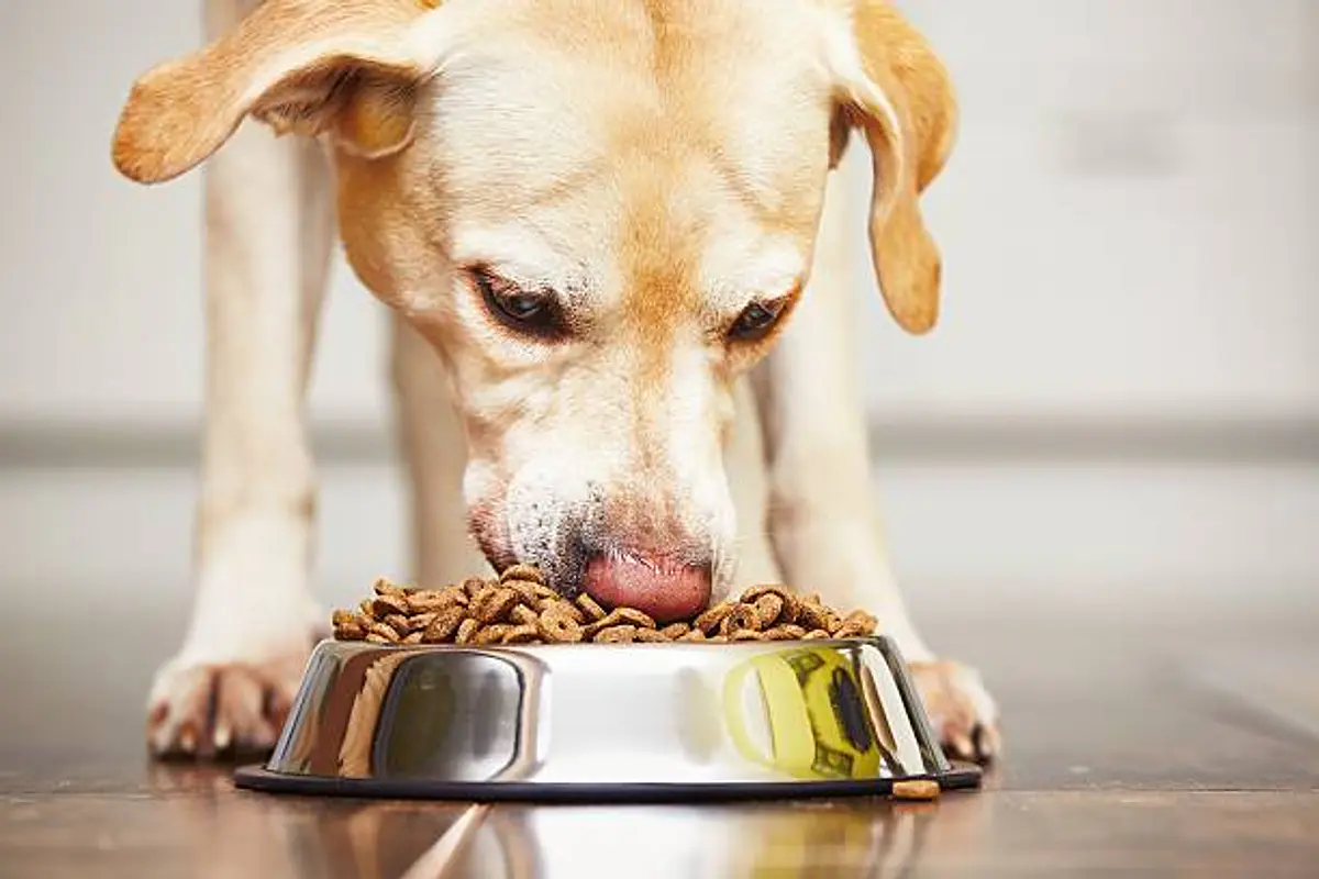Alimentos CatDog