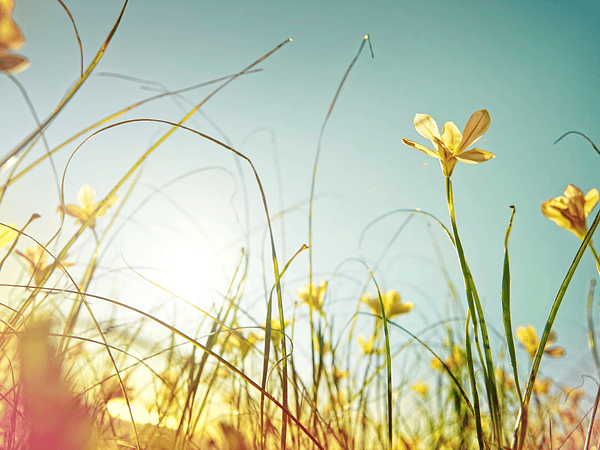 🌼 Alergias, histamina y neurodivergencia: cuando la primavera se siente como un resfrío que no pasa