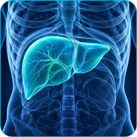PERFIL HEPÁTICO (ENZIMAS HEPÁTICAS)