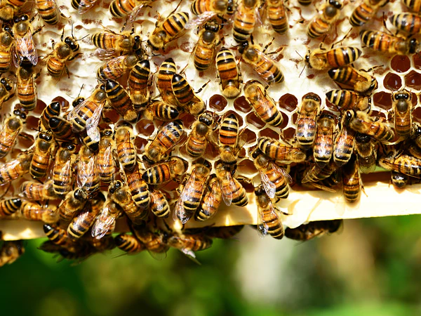 🍯 Miel de Chanchamayo: beneficios, usos y por qué es diferente a la miel de supermercado