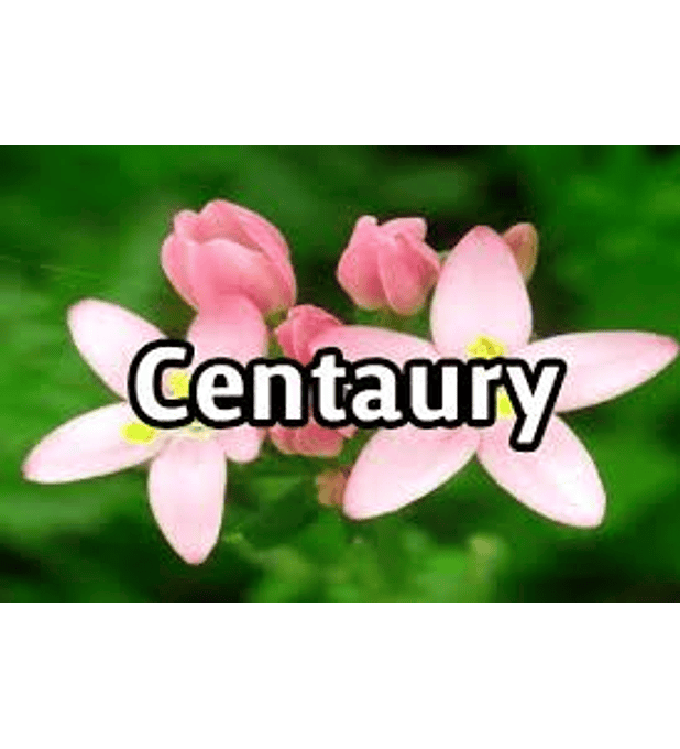Centaury