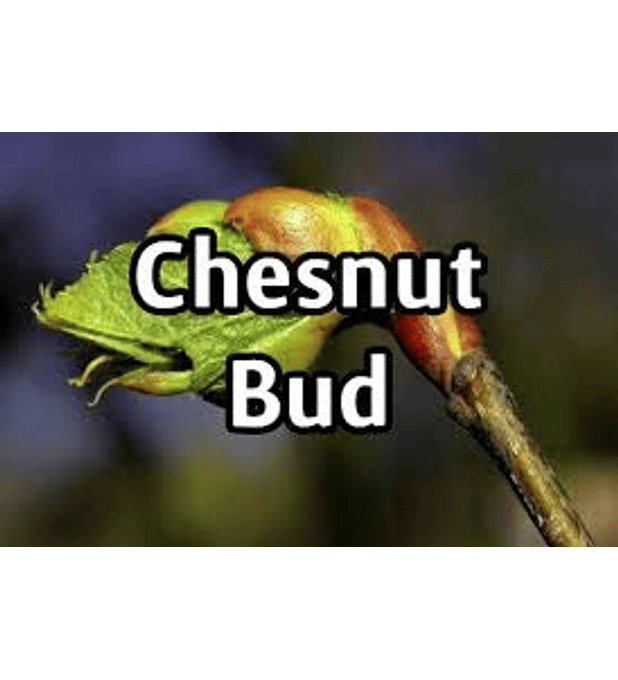 Chesnut Bud