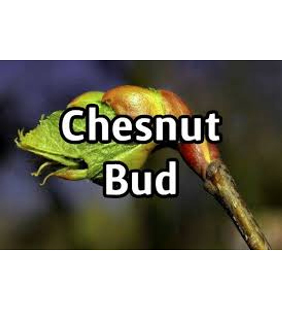 Chesnut Bud