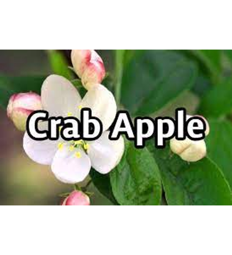 Crab Apple