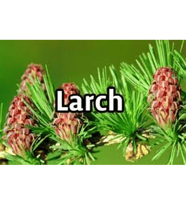 Larch 
