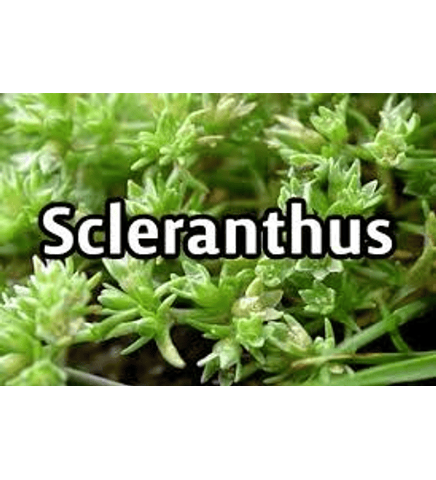 Scleranthus