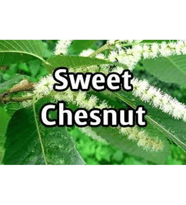 Sweet Chesnut