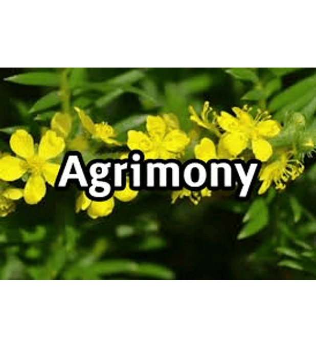 Agrimony