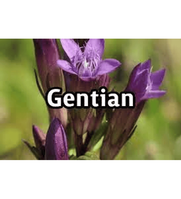 Gentian