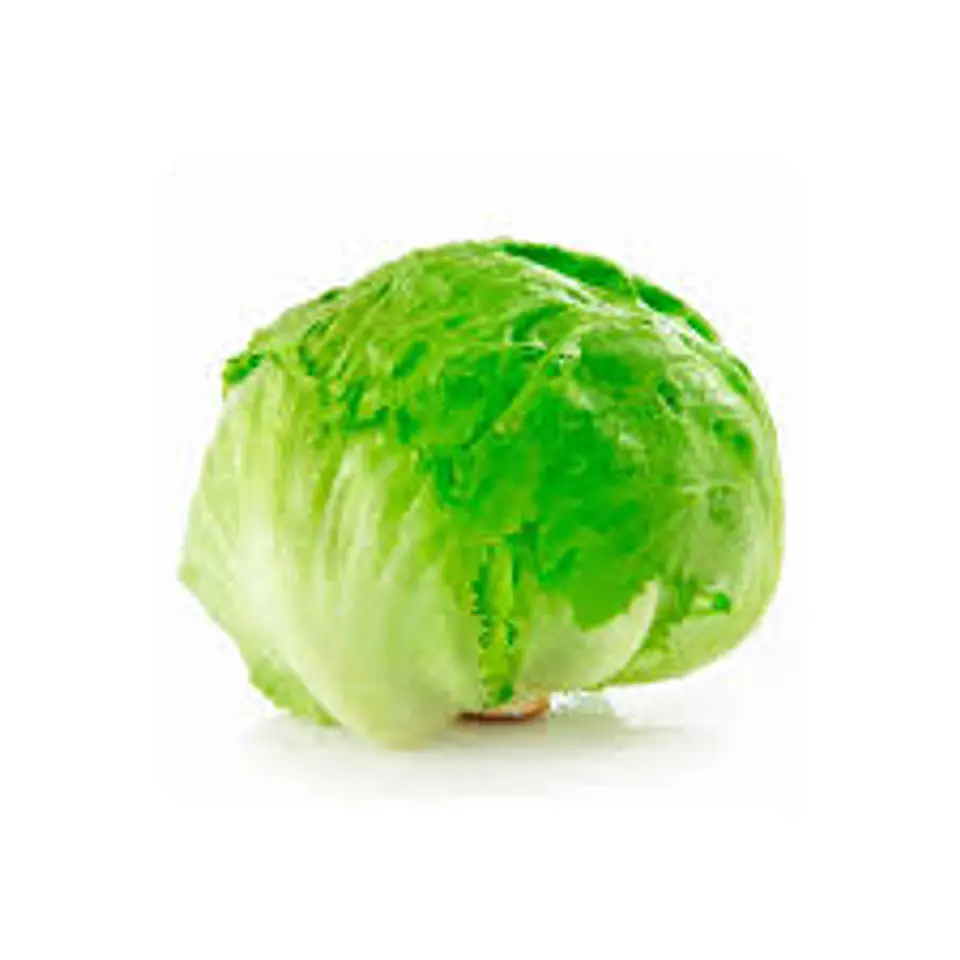 Lechuga Escarola 1 Und 1