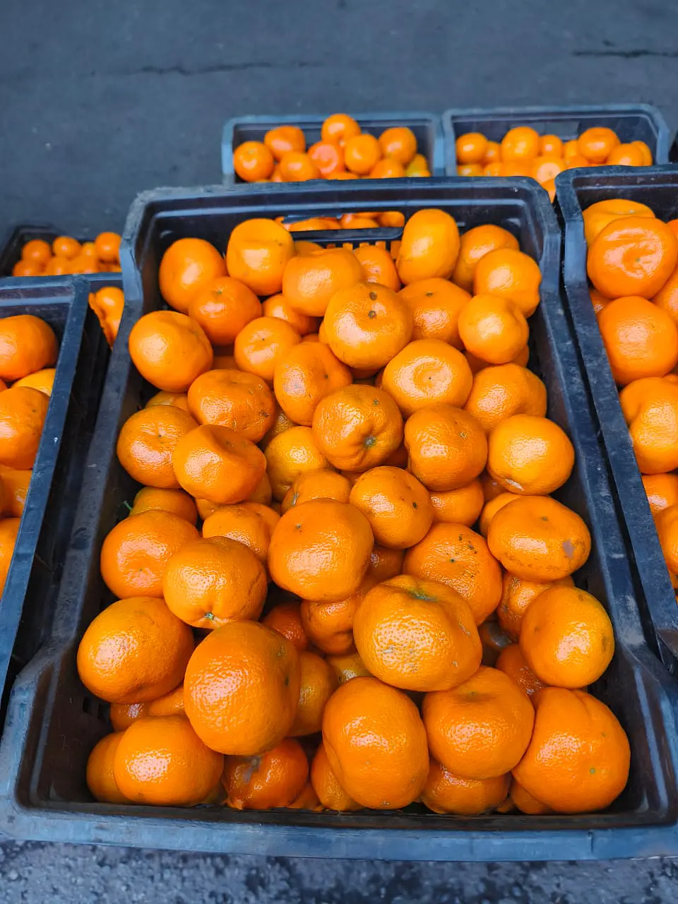 Caja de Mandarina ( 10 kilos ) 2