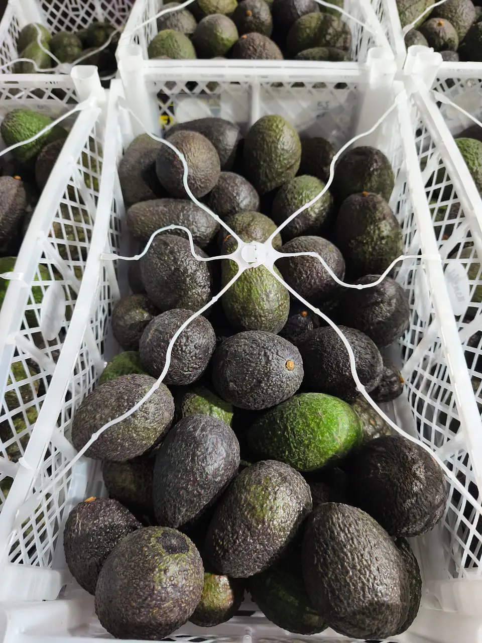 Caja de palta ( 10 kilos ) 2