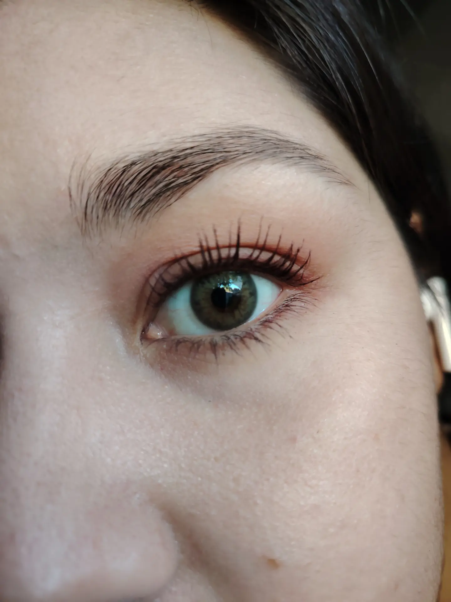 Brown hazel  2