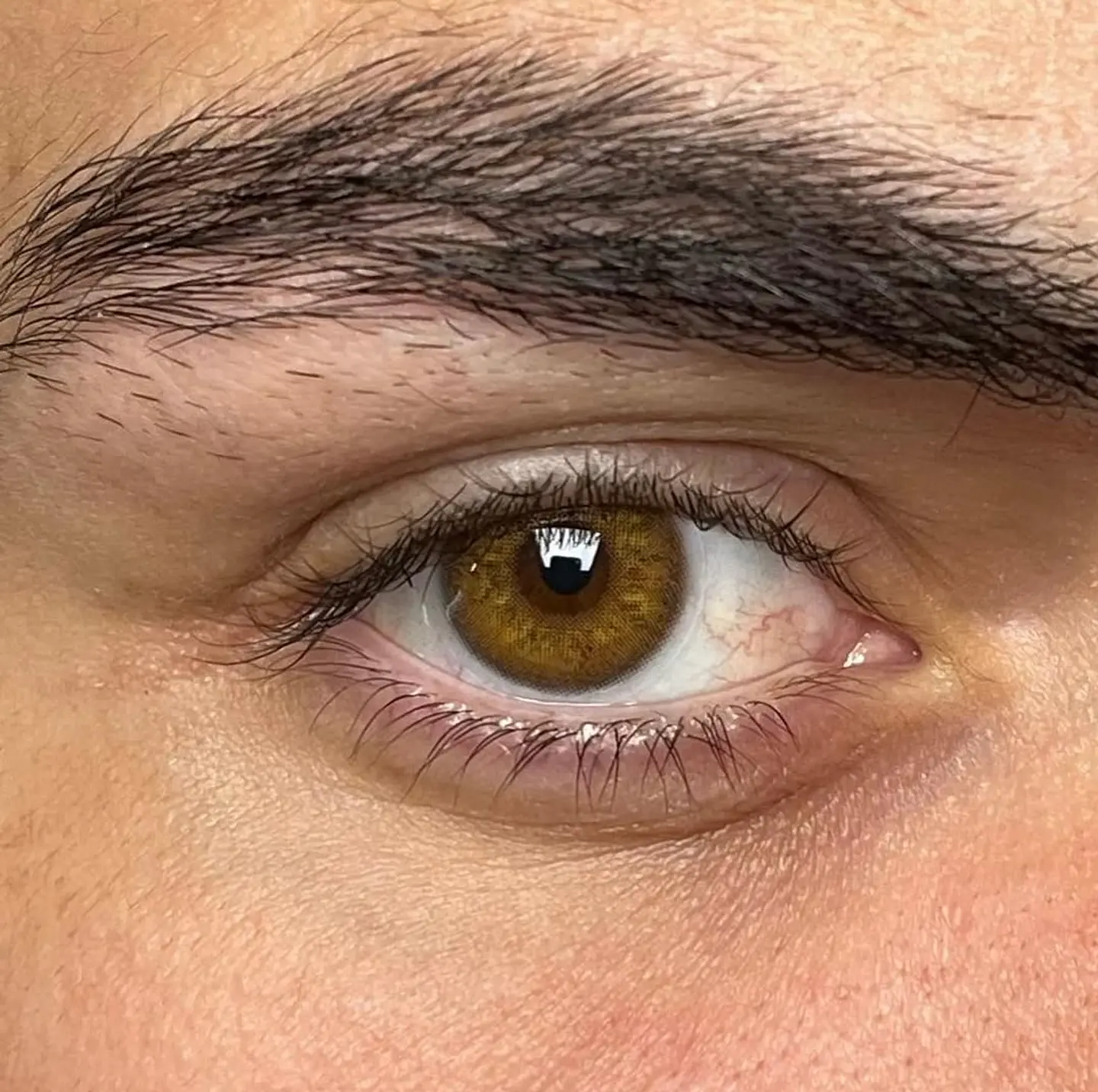 Russian Brown  1