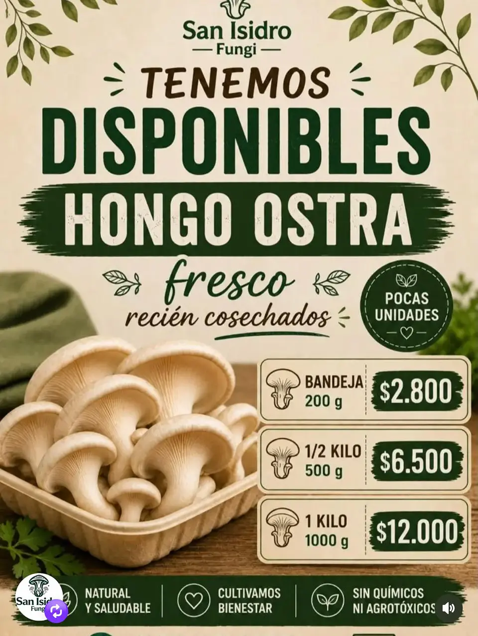 Hongo Ostra Fresco 1