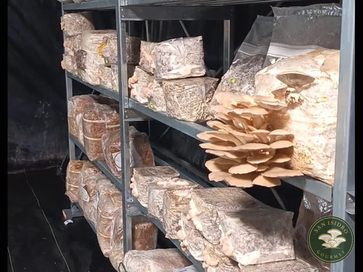 Cultivo de hongos ostra San Isidro Gourmet
