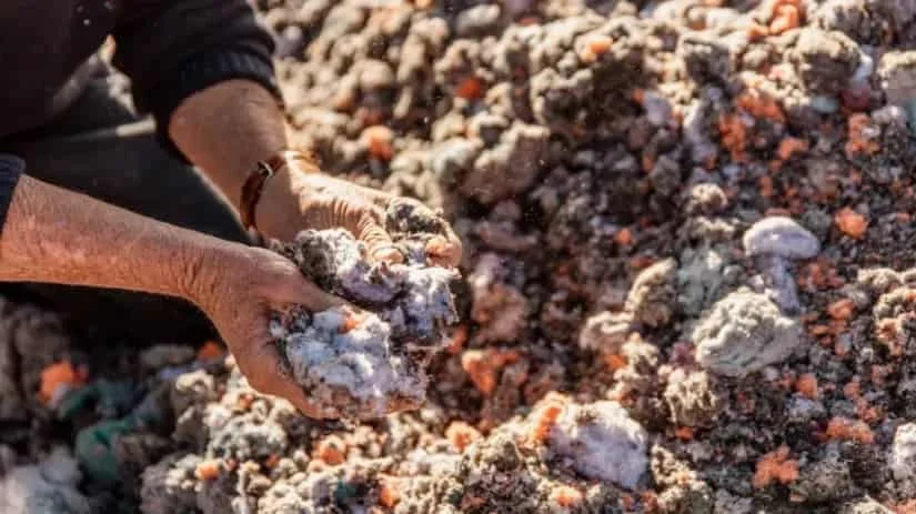 Hongos creciendo sobre residuos agrícolas