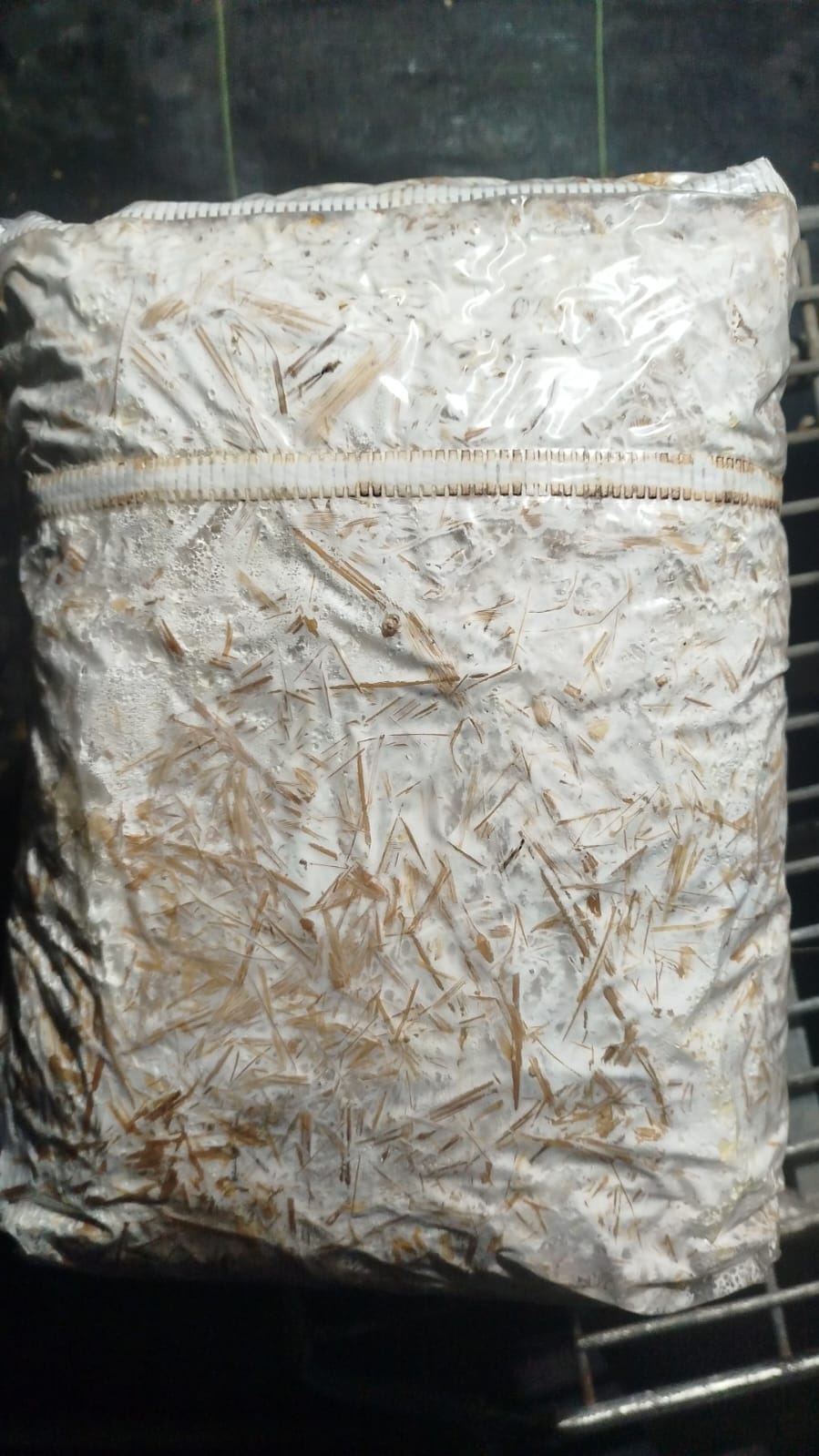 Kit de cultivo de Melena de León San Isidro Gourmet