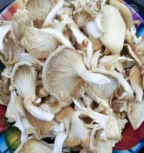 Hongo Ostra deshidratado San Isidro Gourmet