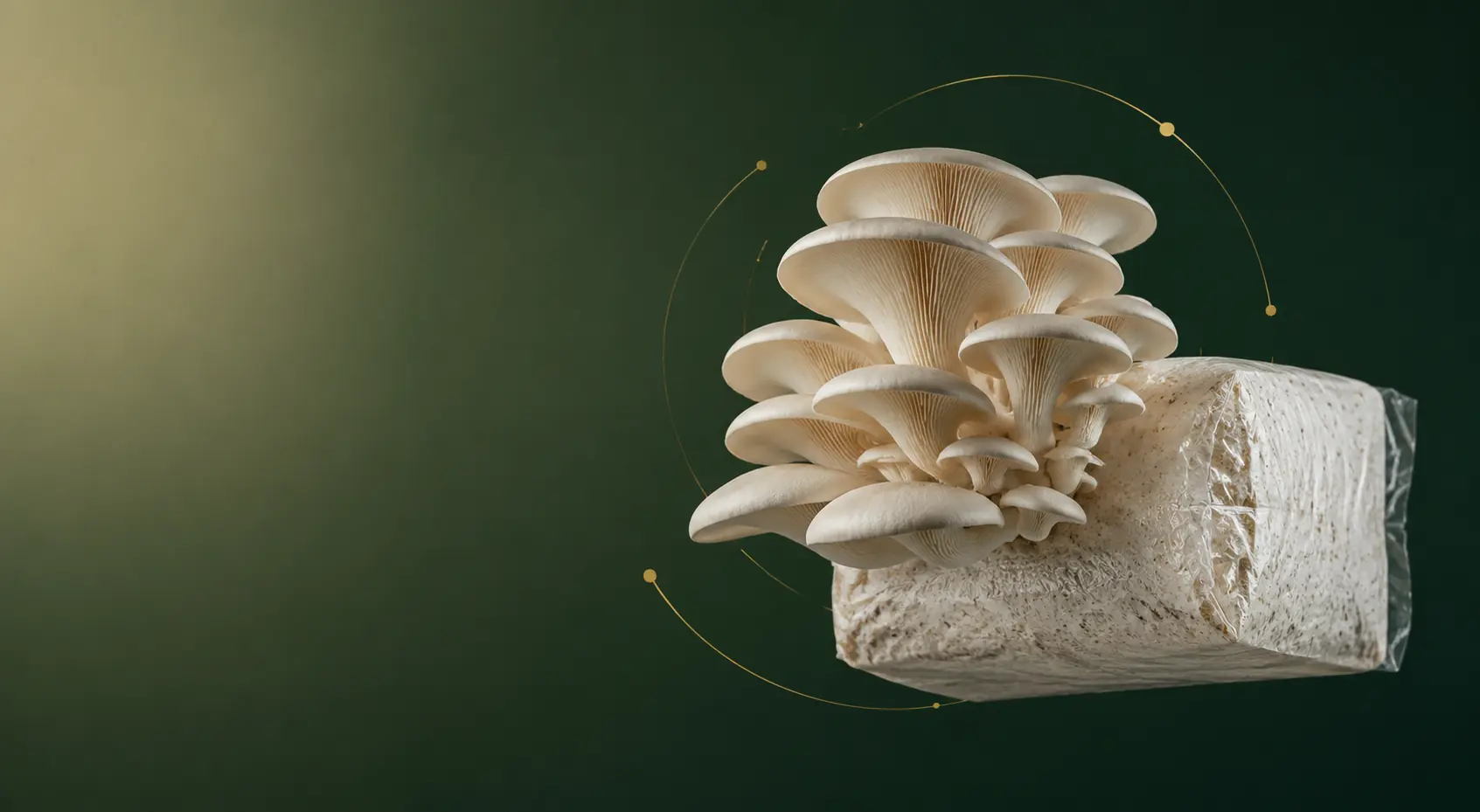 Hongo Ostra creciendo desde un bloque de cultivo colonizado
