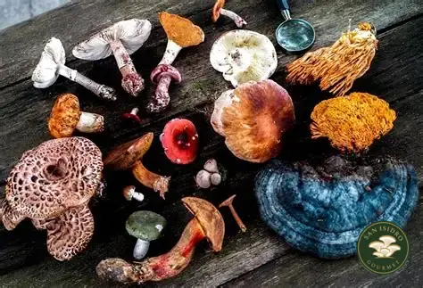 Diversidad de hongos San Isidro Gourmet