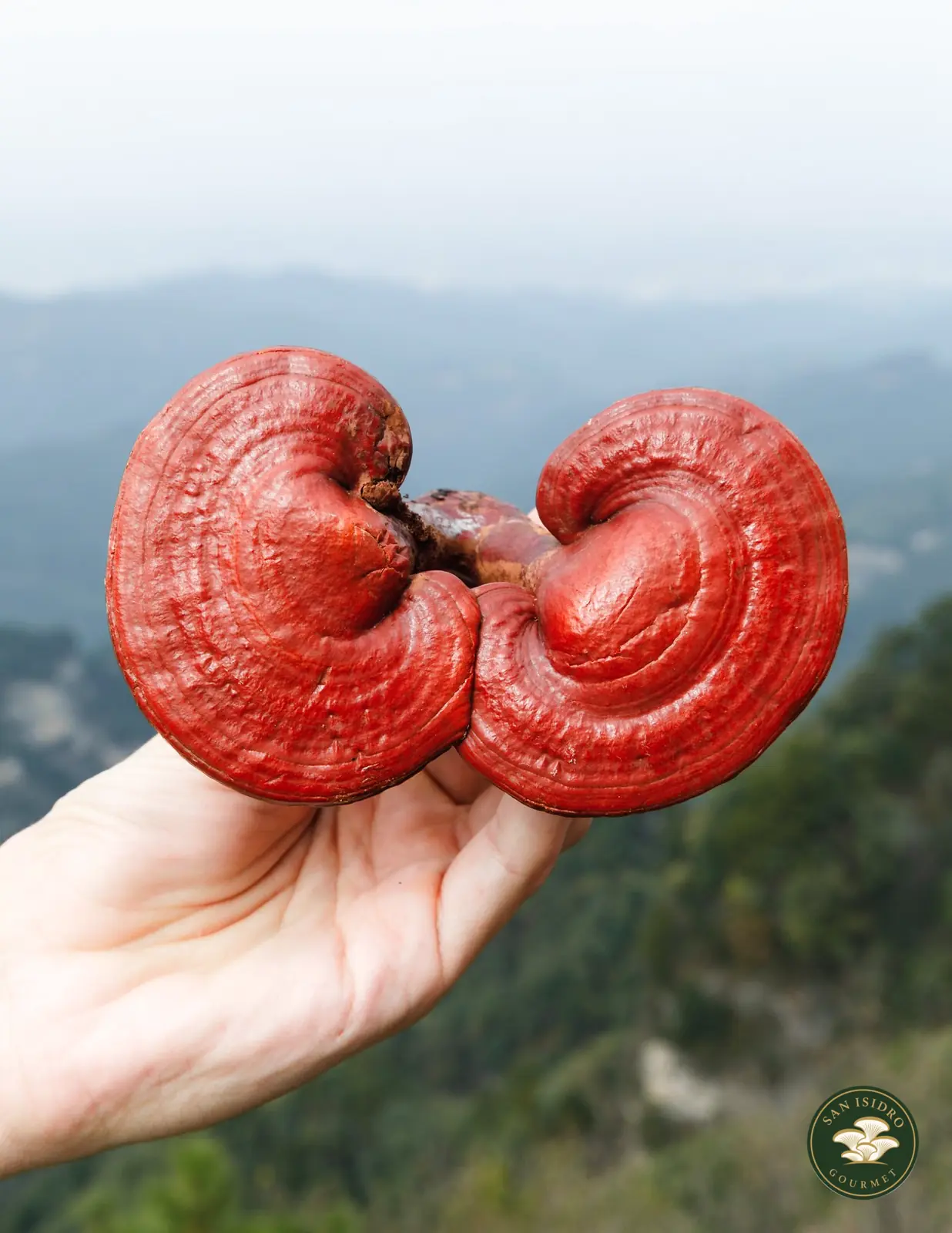 Reishi fresco San Isidro Gourmet