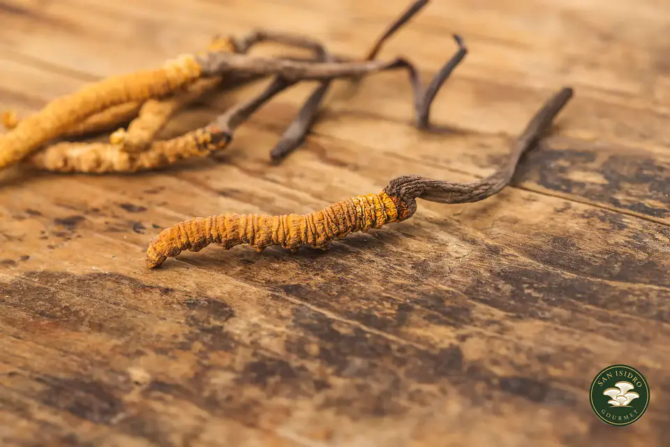 Gotario de Cordyceps 30 ml | Extracto líquido San Isidro Gourmet 2