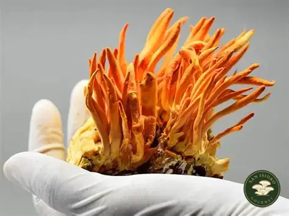 Gotario de Cordyceps 30 ml | Extracto líquido San Isidro Gourmet 3