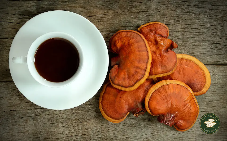 Gotario de Reishi 30 ml | Extracto líquido San Isidro Gourmet 3