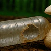 La proteína más sostenible que puedes comprar podría estar creciendo sobre basura agrícola