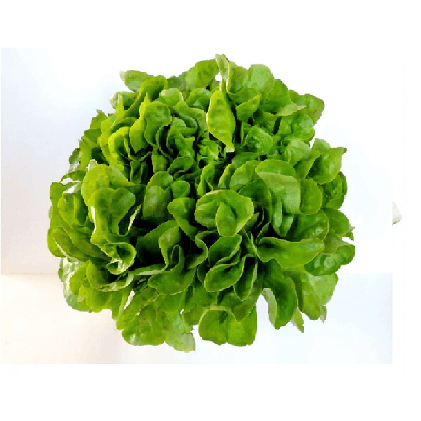 Lechuga Española Unidad
