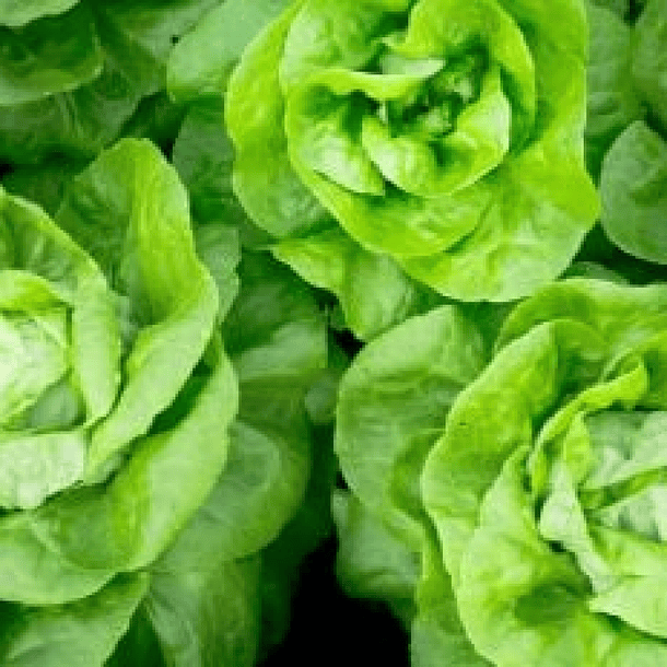 Lechuga Española Unidad