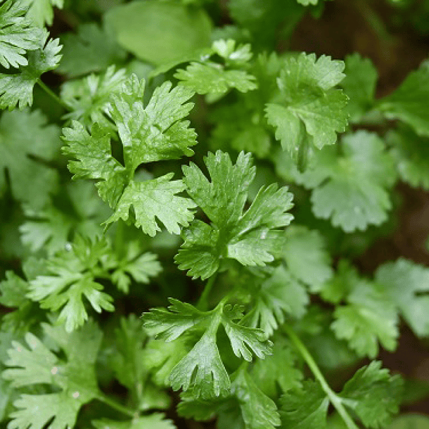 Cilantro