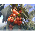 Se Vende Parcela Familiar Alto Miraflores Curacaví 4 D 3 B 27