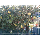 Se Vende Parcela Familiar Alto Miraflores Curacaví 4 D 3 B 28