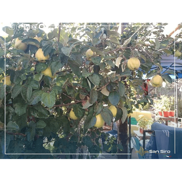 Se Vende Parcela Familiar Alto Miraflores Curacaví 4 D 3 B 28