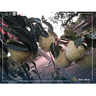 Se Vende Parcela Familiar Alto Miraflores Curacaví 4 D 3 B 29