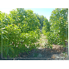 Venta Parcela La Calera 3 D 2 B 35