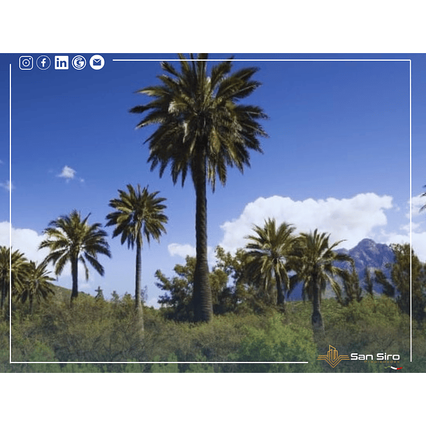 Venta Casa En Parcela 5.000m2 Oasis La Campana 3 D 3 B 15