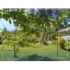 Venta 2 Casas En Parcela Villarrica 5.000m2 4