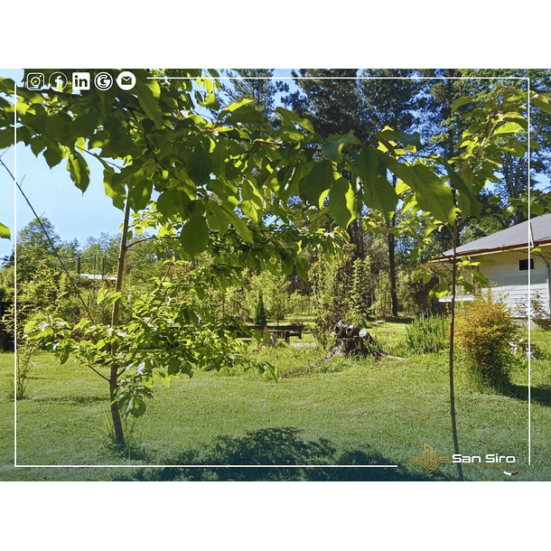 Venta 2 Casas En Parcela Villarrica 5.000m2 4