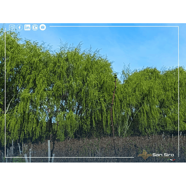 Venta Con Casa Y Supermercado En Parcela De 2 Hectáreas 15