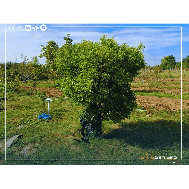 Venta Terreno con Casa Parral 5.000m2 5